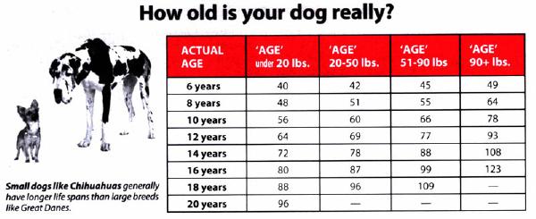 Dog Years Meaning