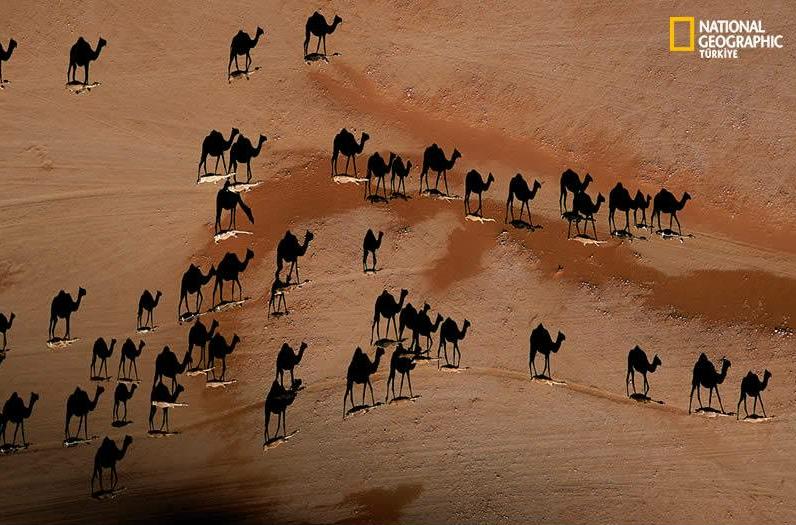 The following is a picture taken of camels in the desert