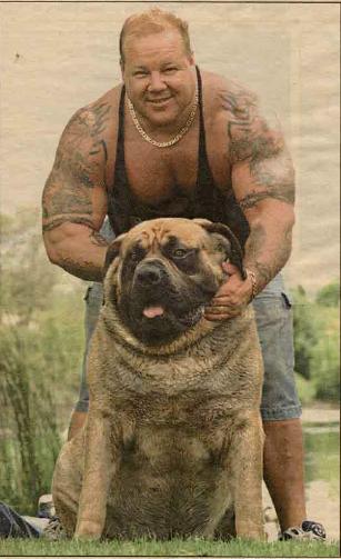 largest dog in world. the world#39;s heaviest dog),