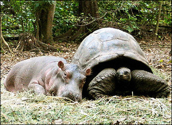 http://www.snopes.com/photos/animals/graphics/hippo.jpg
