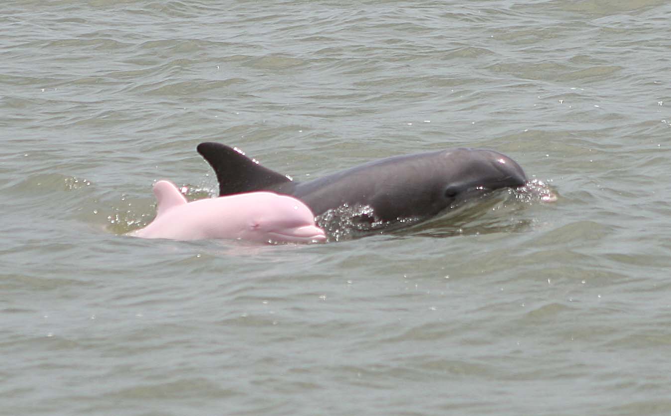 pink dolphins