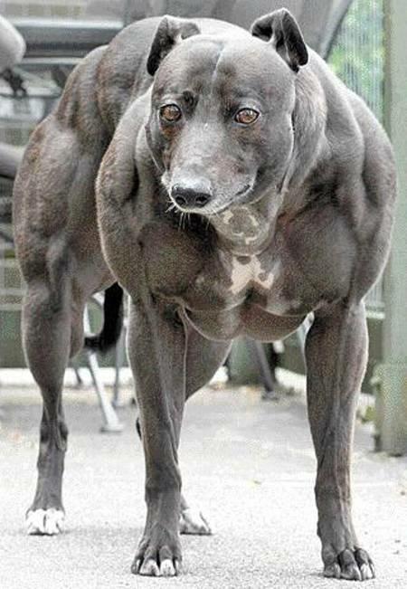 strongest dog in world. The strongest Dog in the World