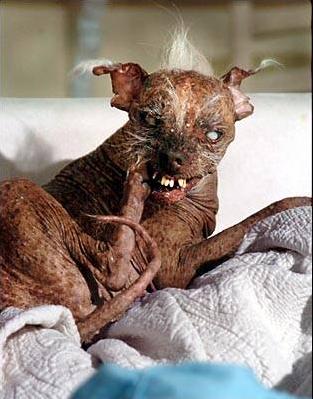 Puppies Pictures on Photograph Shows The Winner Of A  World S Ugliest Dog  Contest