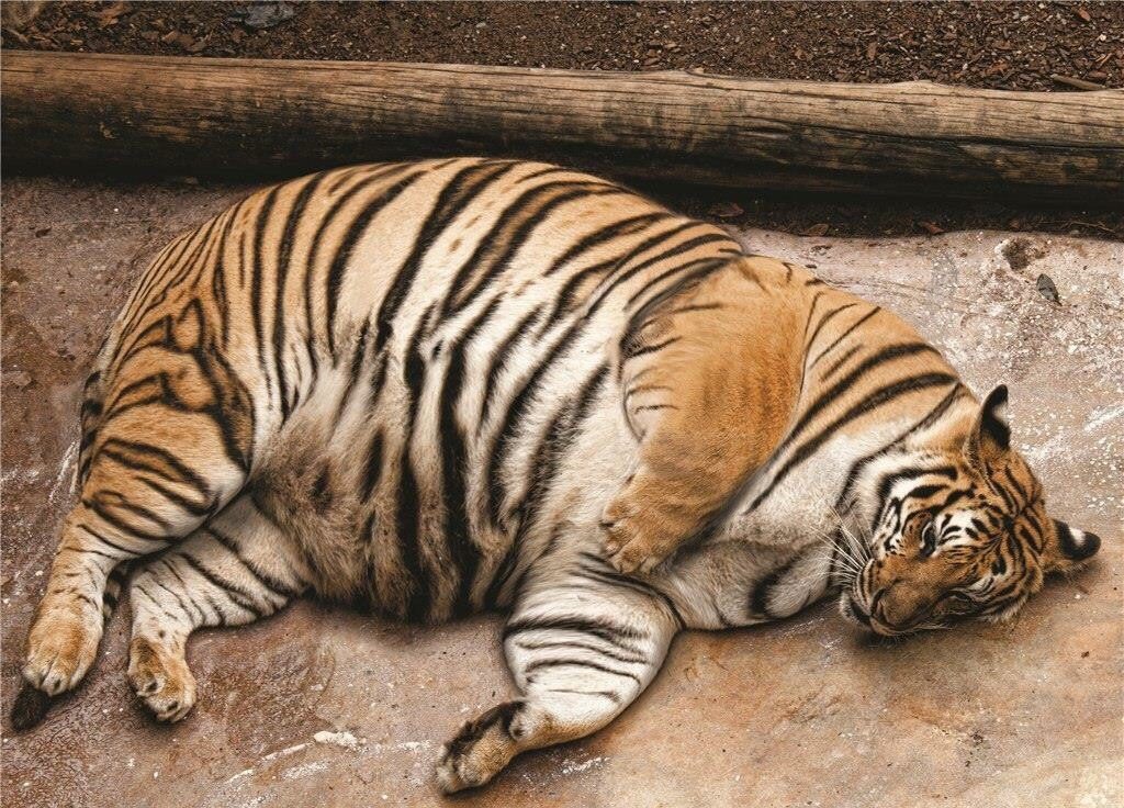 obese tiger