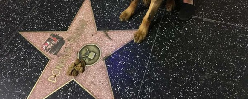 [Image: pooping-on-donald-trumps-star.png]