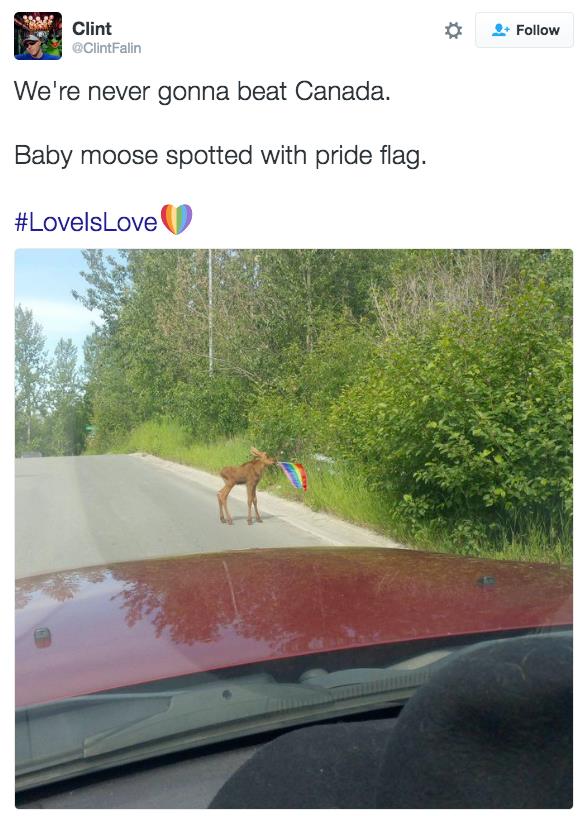 rainbow moose