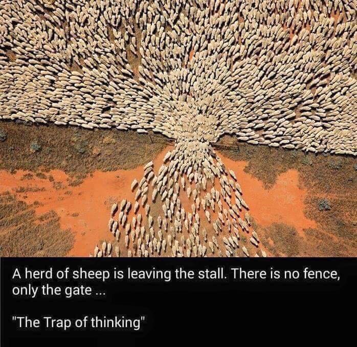 sheep-fence.jpg