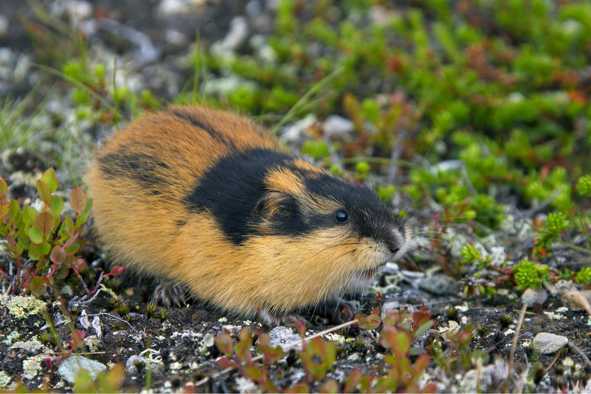 Did Disney Fake Lemming Suicide for the Nature Documentary 'White  Wilderness'? 