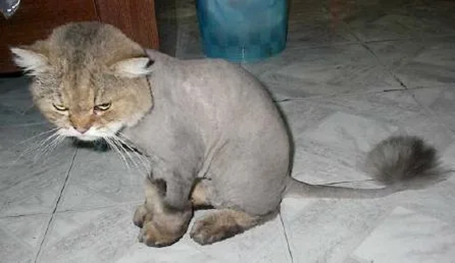 cat grooming cuts