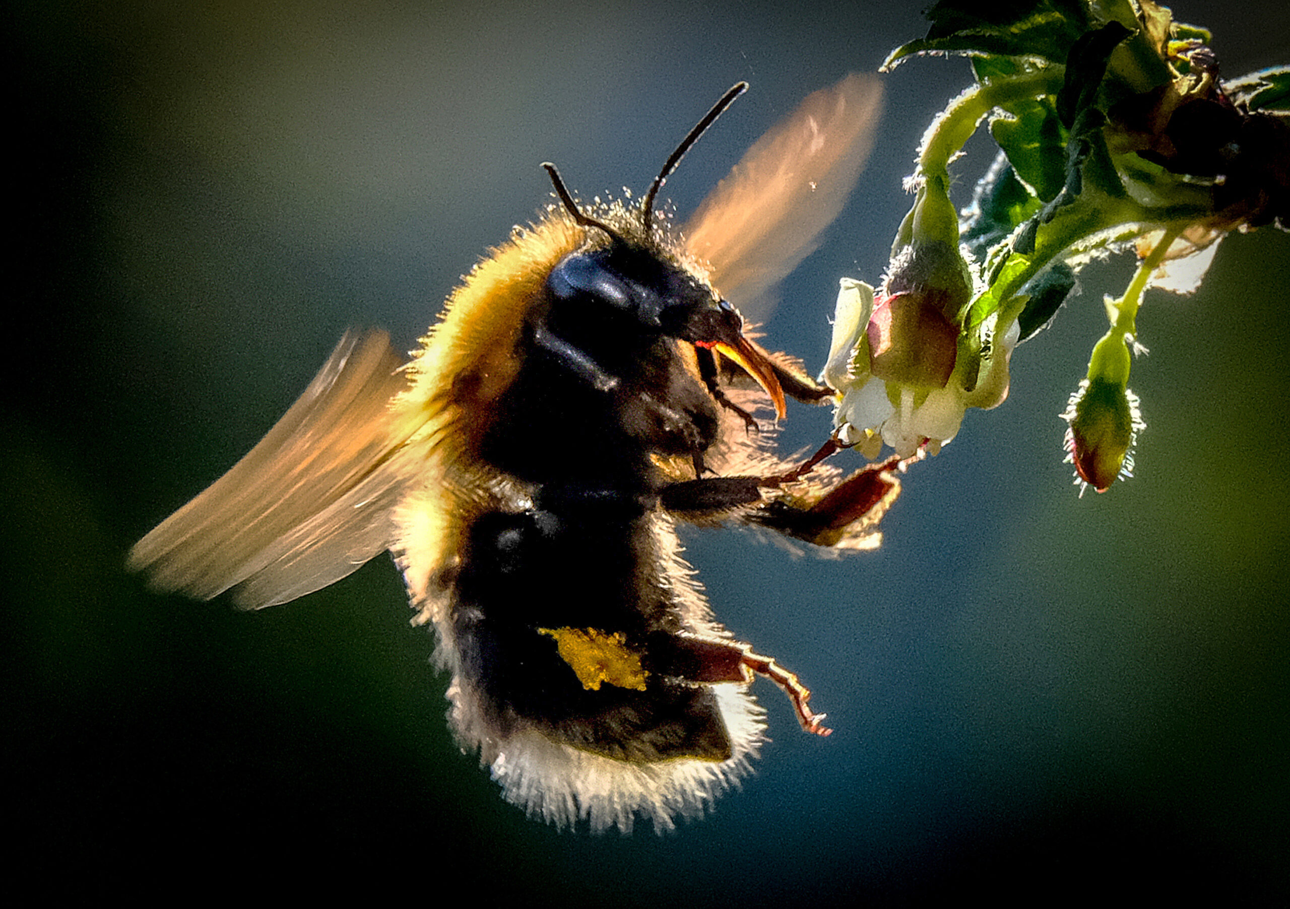 Did Albert Einstein predict that if something eliminated bees from our planet, mankind would perish within 4 years?