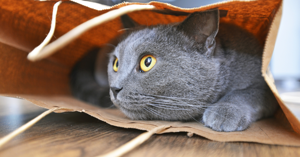 What's the Origin of 'Letting the Cat out of the Bag'?