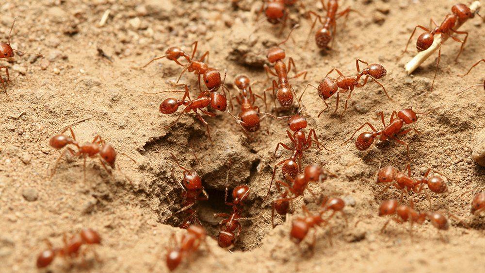 Does Tonic Water Kill Ants? 