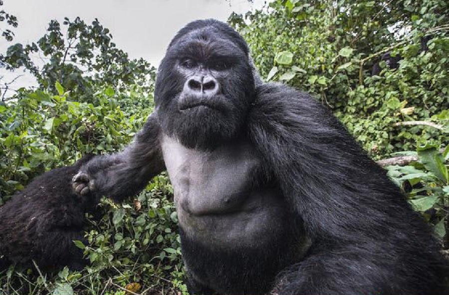 drunk gorilla punching a photographer