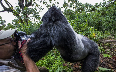 gorilla and photographer