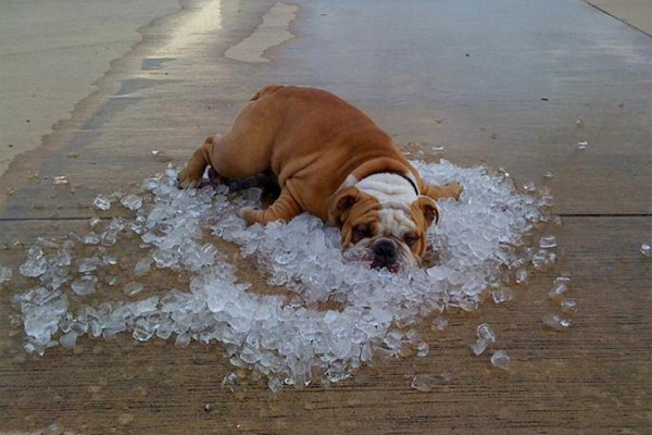 Image result for dead dog ice