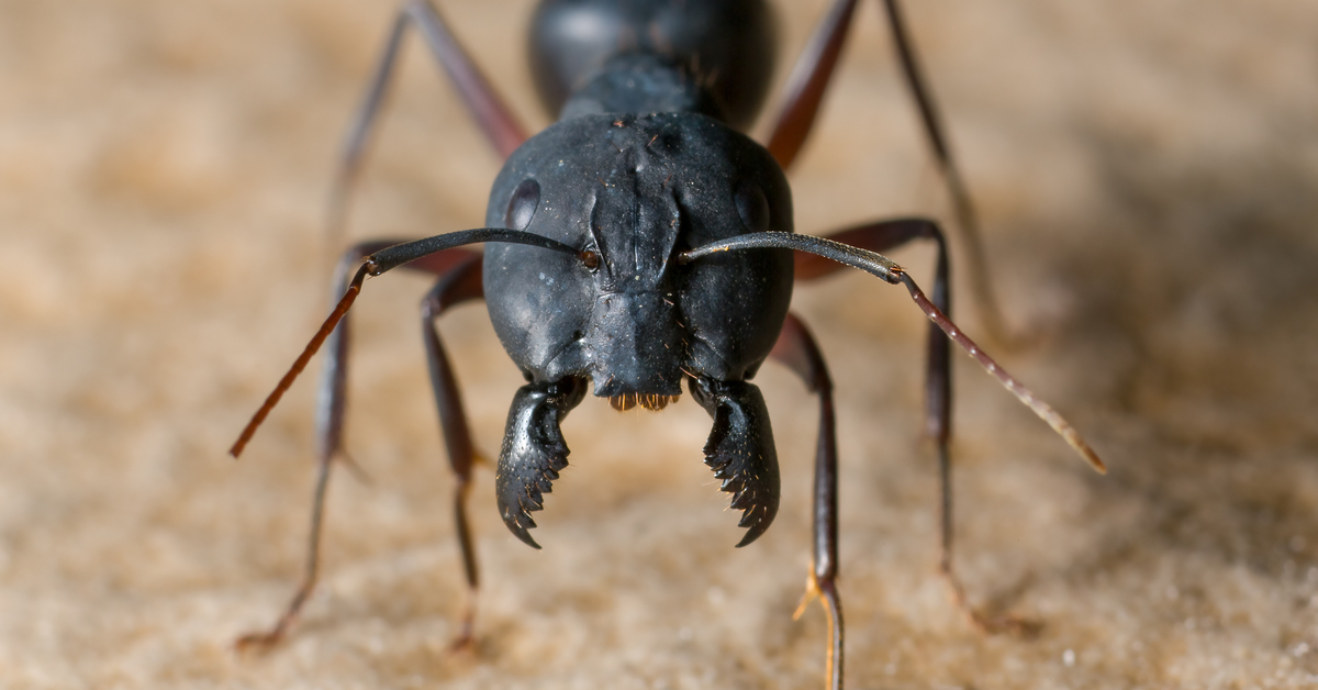 ant bug in ear
