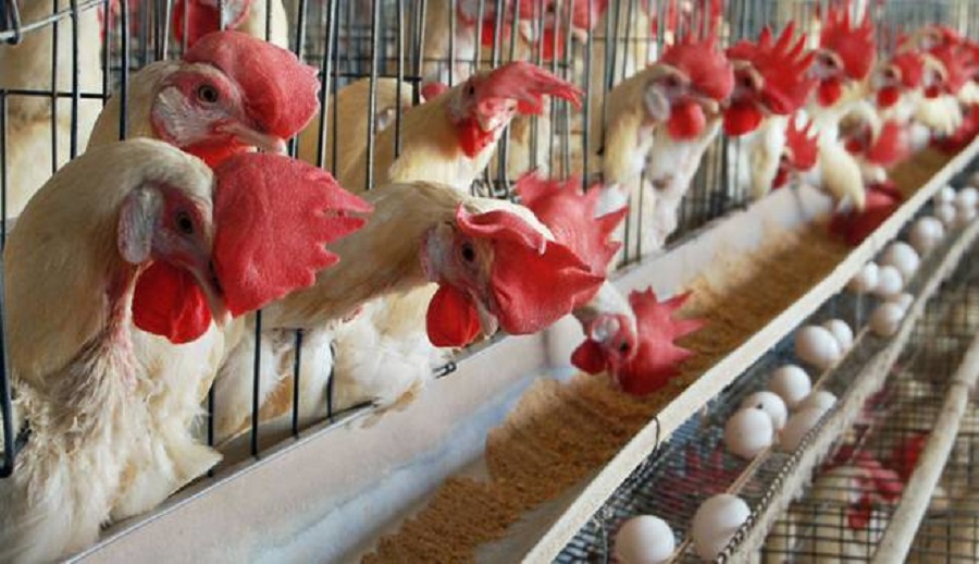yeast metabolites in poultry
