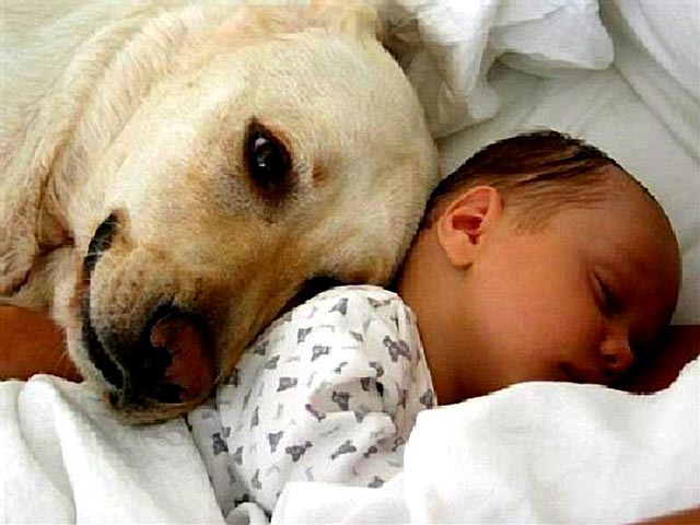 newborn baby and dog