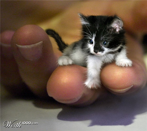 mr peebles smallest cat