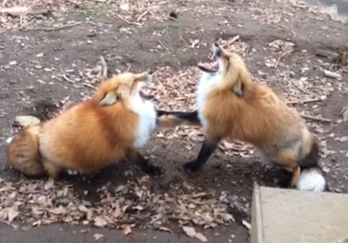 two red foxes screaming
