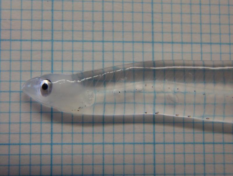 eel larva