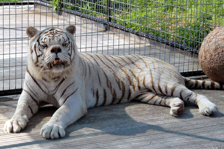 kenny the white tiger (with Down syndrome?)