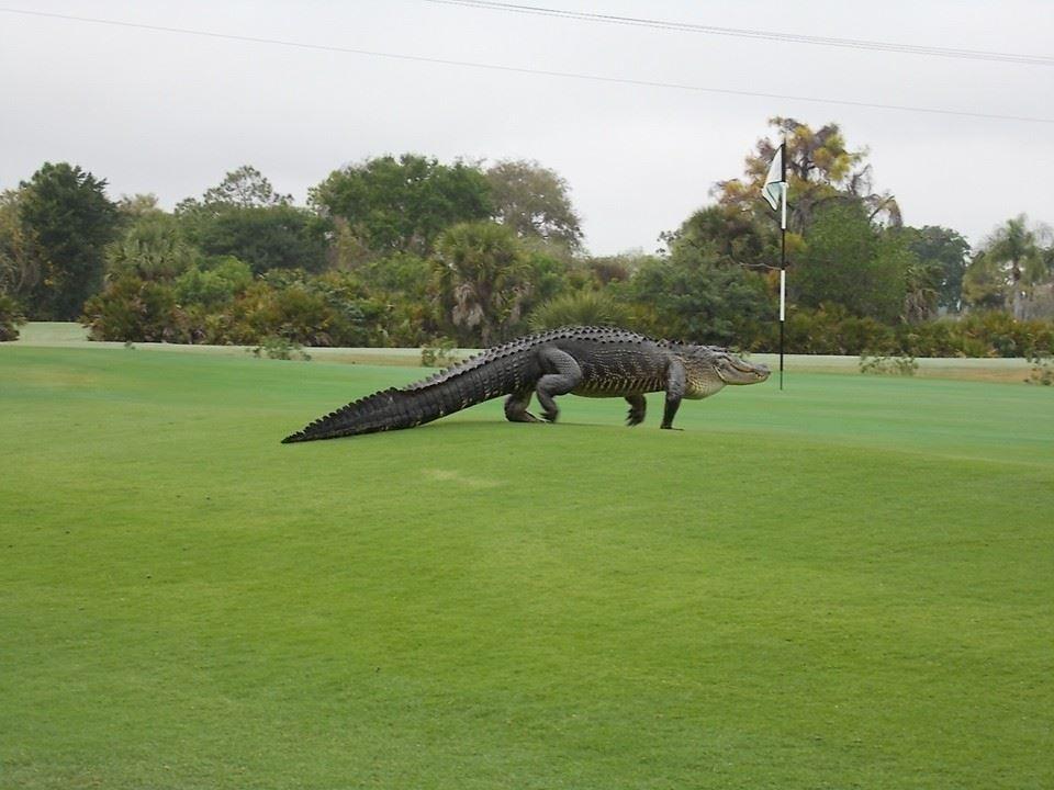 alligator golf