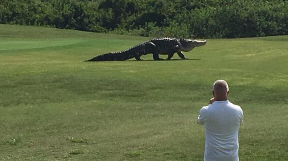 Giant Alligator Spotted on Florida Golf Course | Snopes.com