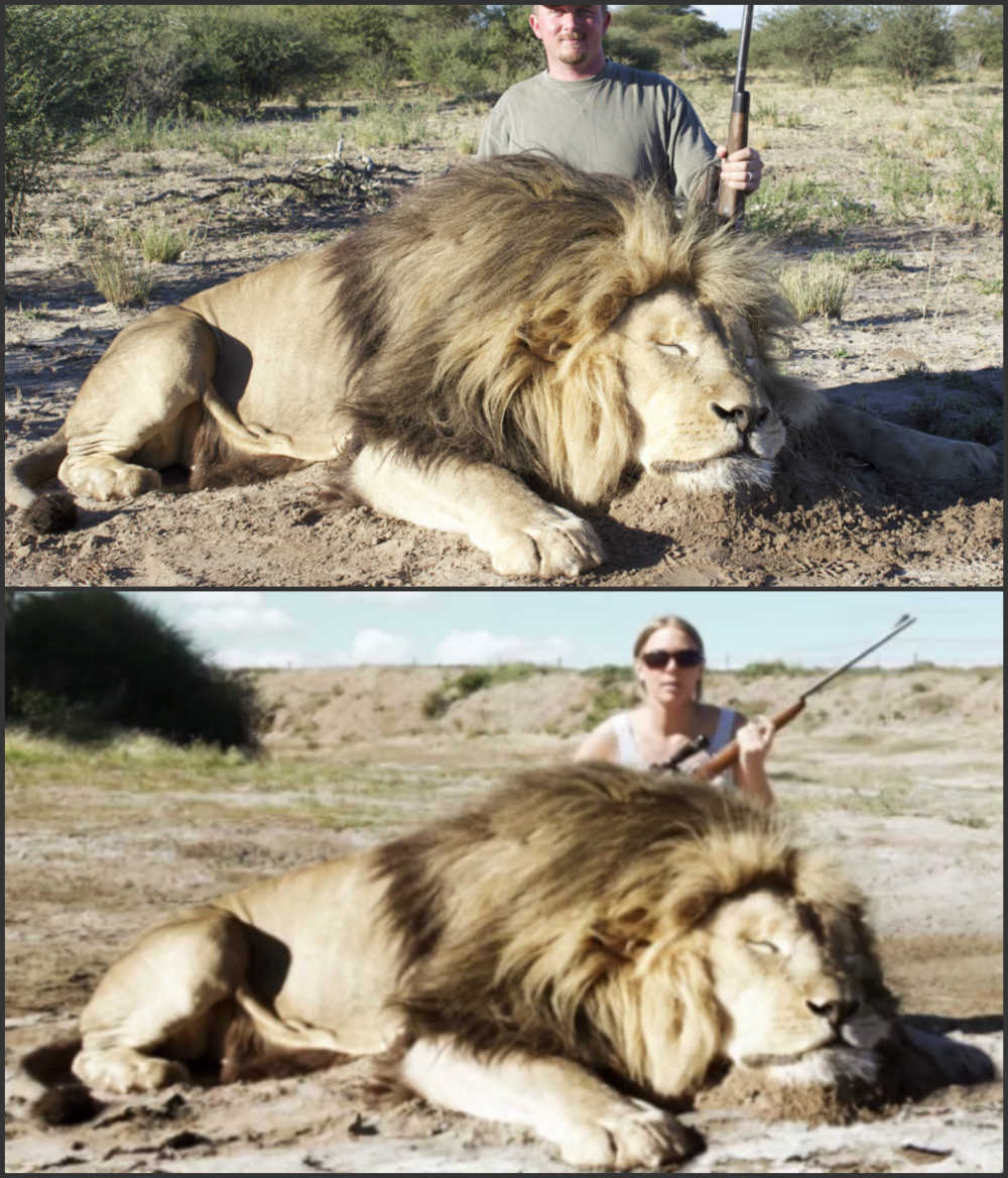 lion collage 2