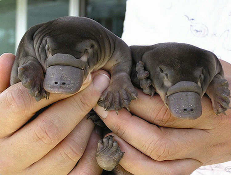Image result for baby platypus