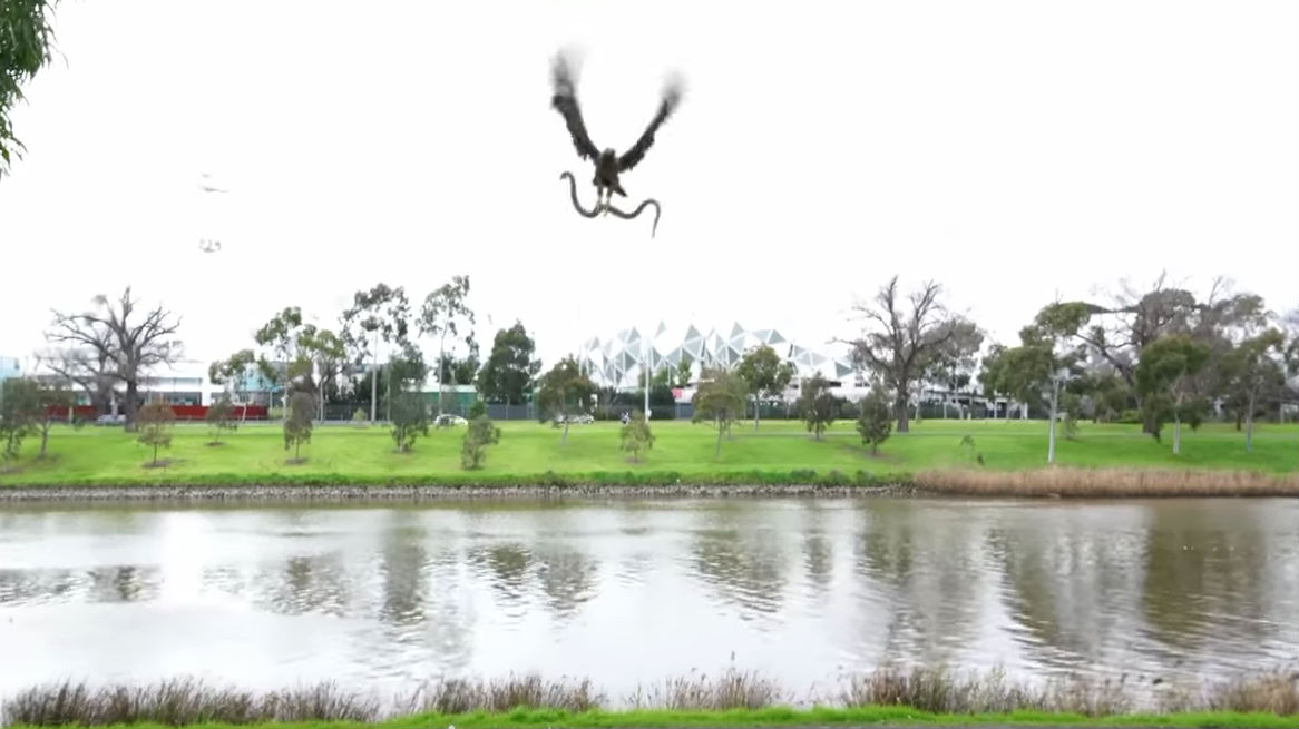 snake hawk flying