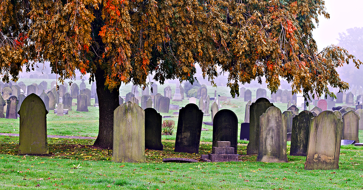 Gravestones under a tree.