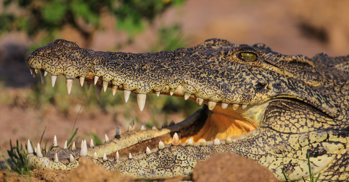 Nile crocodile with open mouth