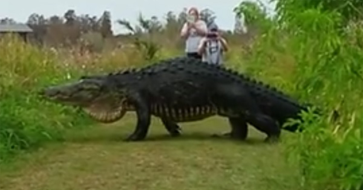 Giant Alligator Spotted at Florida Nature Preserve