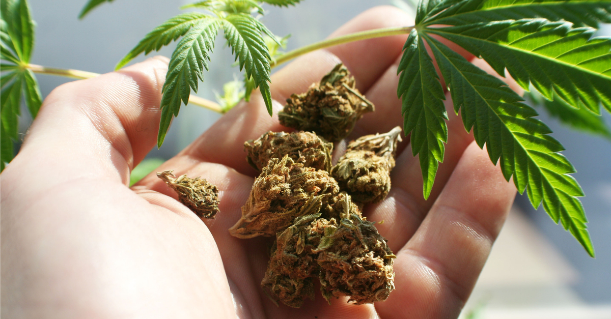 Hand holding dried marijuana buds next to marijuana leaves.