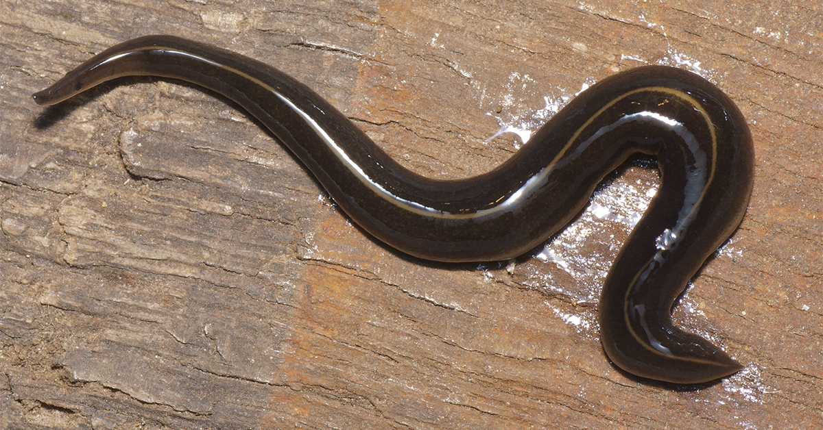 New Guinea flatworm