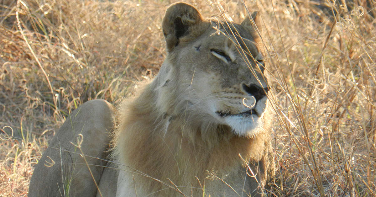 Female maned lion