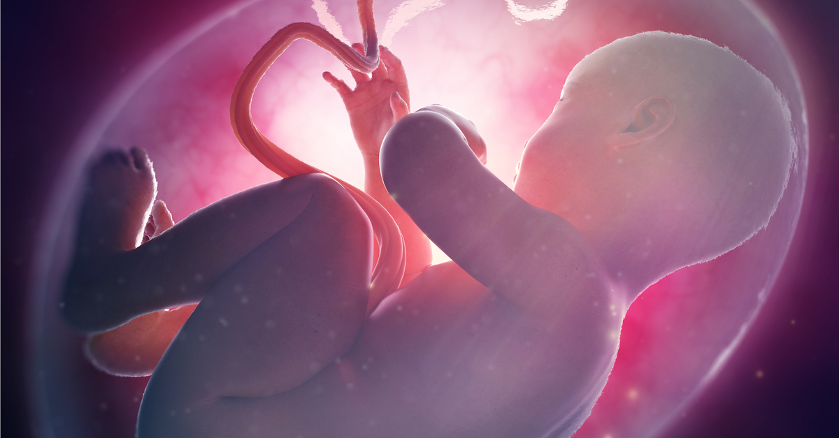 Illustration of human fetus in womb