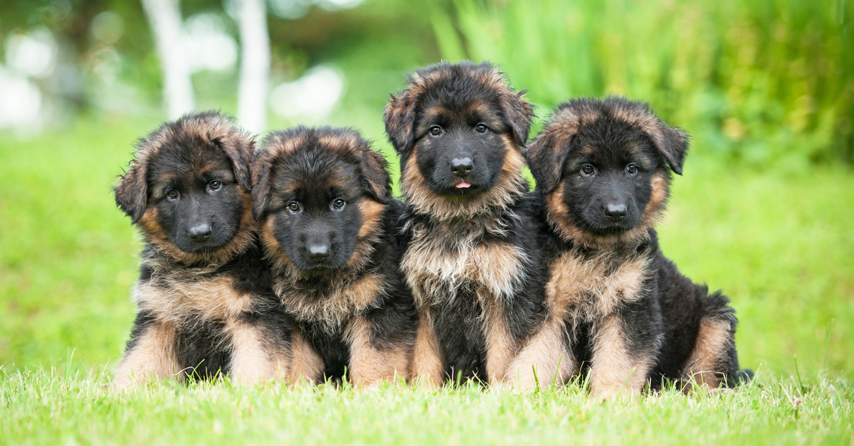 Group of German shepherd puppies