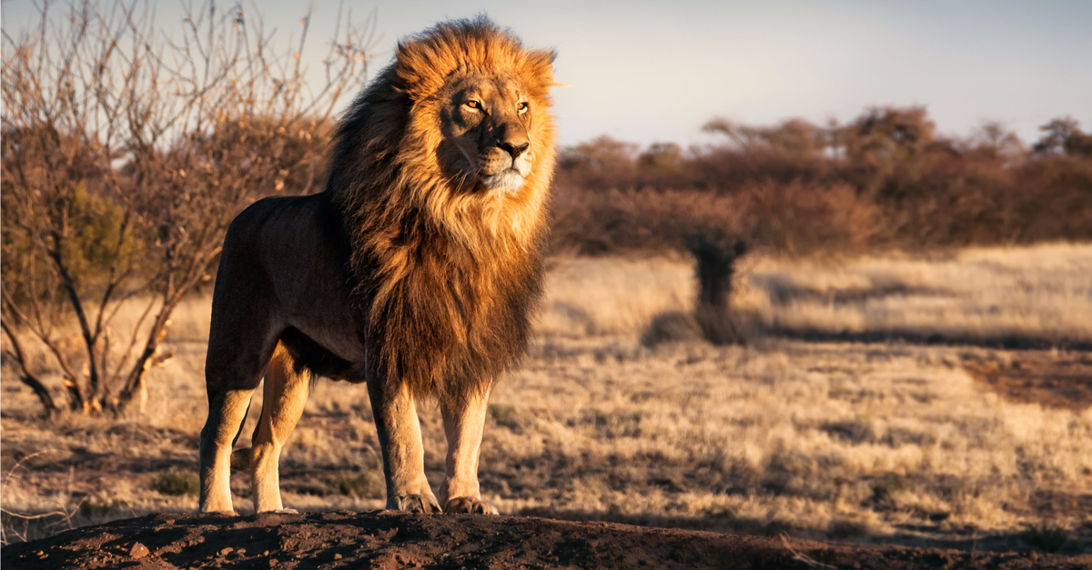 Maned lion standing alone and looking regal into the middle distance