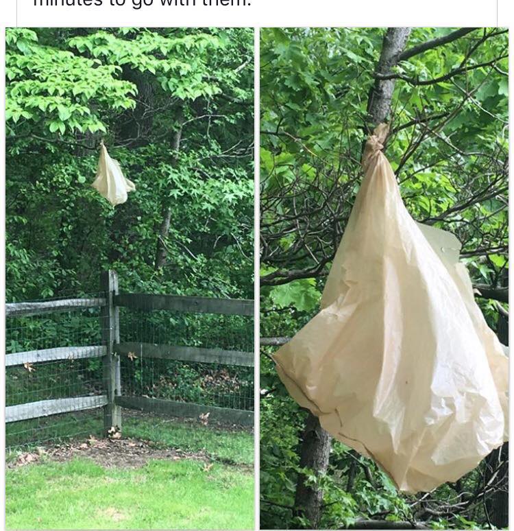 bag in tree dog theft