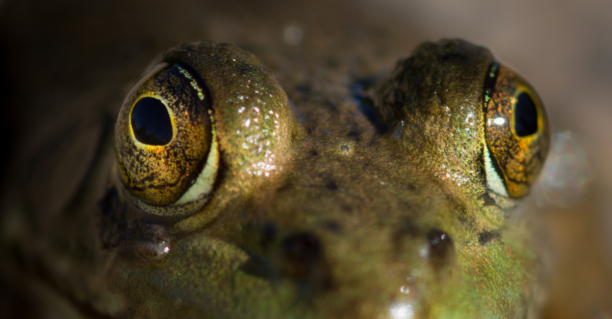 Close up of a Bull Frog