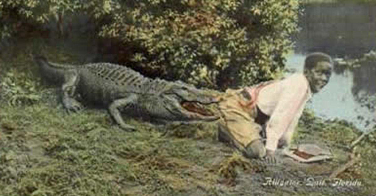 Old joke postcard showing a black child getting bitten by an alligator.