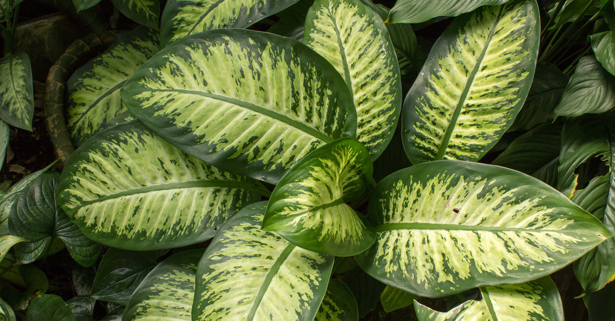 Close-up of Dieffenbachia amoena, a common household plant