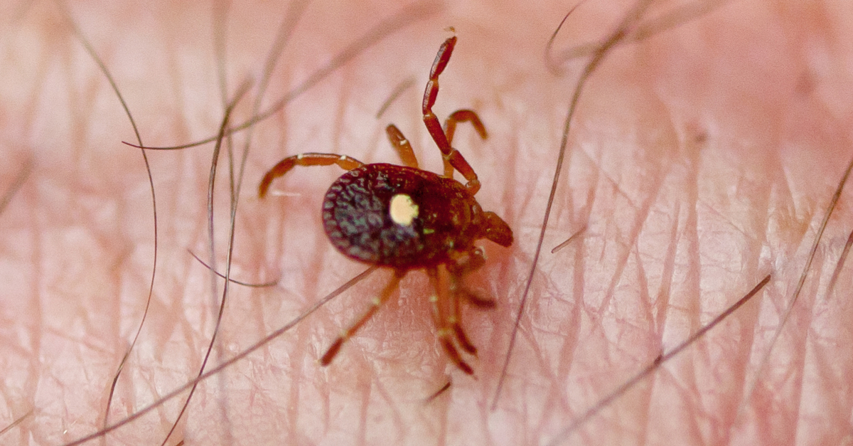 Did Lawmakers Demand the Pentagon Disclose If It Developed Weaponized Ticks? - Snopes.com thumbnail