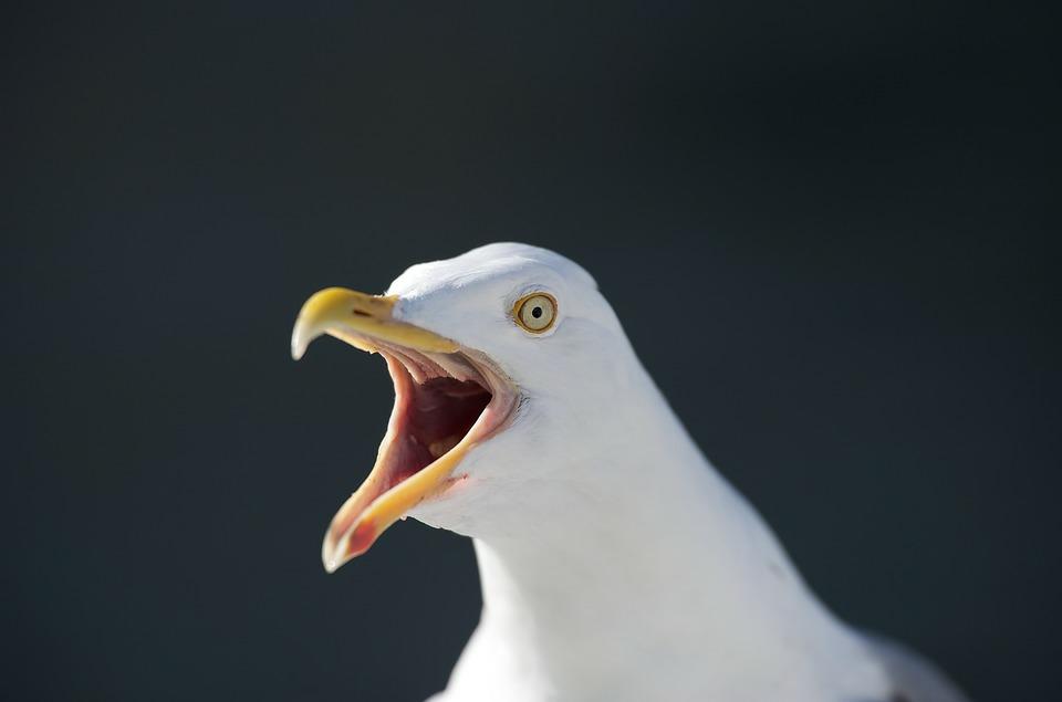 Seagull rips off mans testicle as he sunbathes naked
