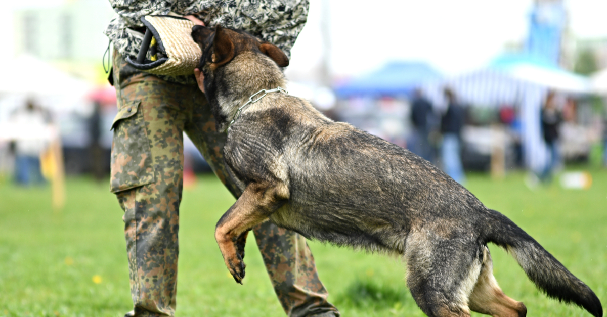 Police dog demonstrating hold on trainer