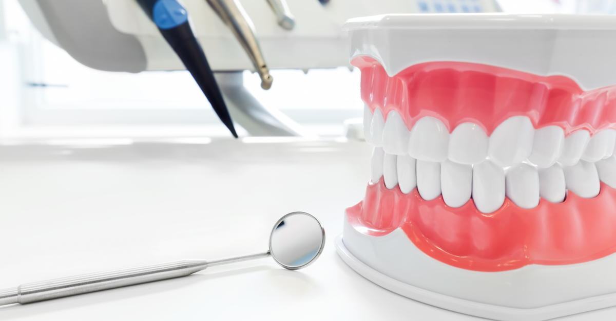 Plastic model of teeth in dentist's office