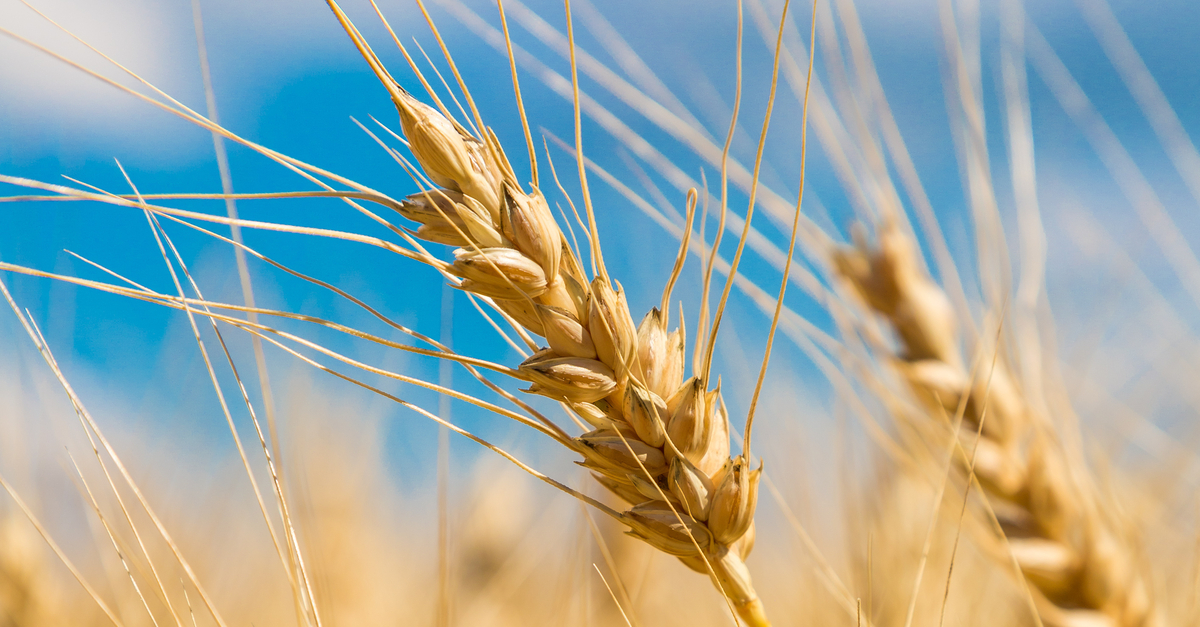 Closeup of wheat in field