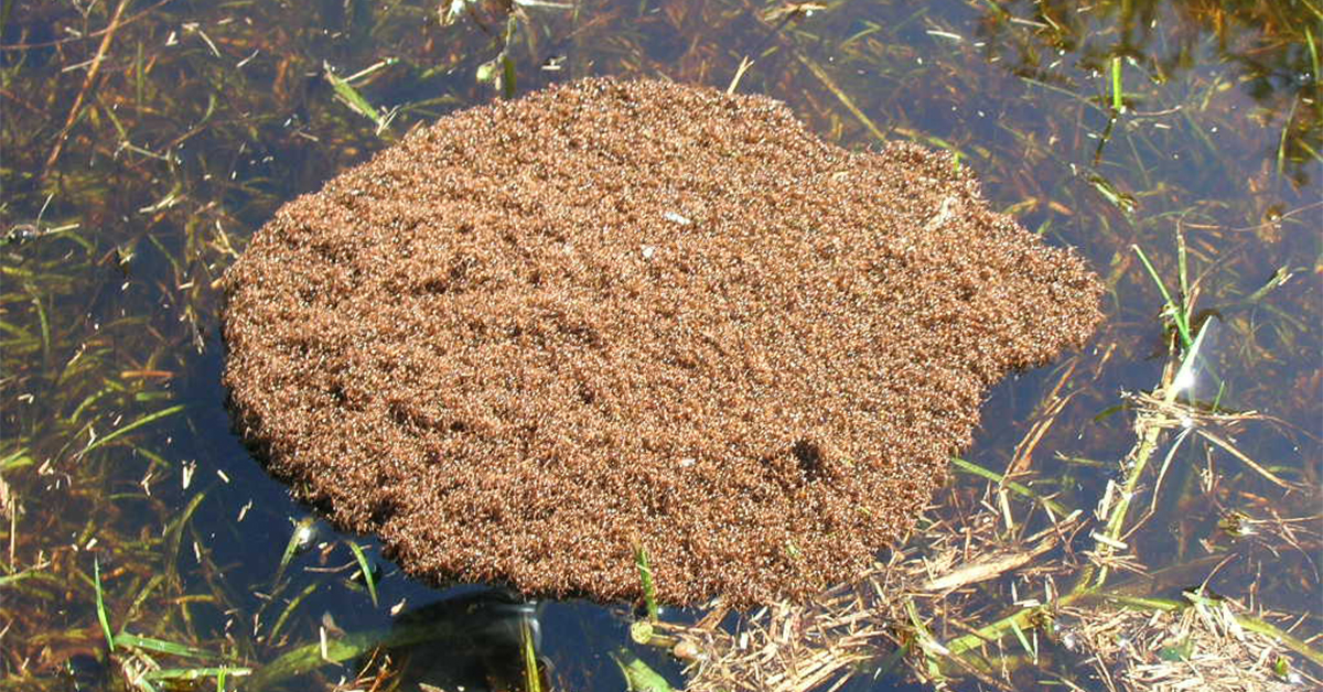 Floating island of fire ants